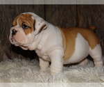 Small Photo #24 English Bulldog Puppy For Sale in VERONA, MO, USA