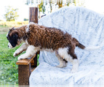 Small #9 Saint Bernard