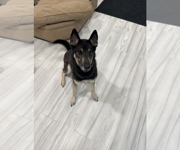 Medium Photo #1 Gerberian Shepsky Puppy For Sale in Aurora, IN, USA