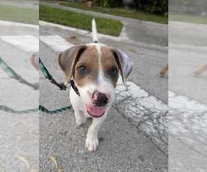 Mutt Dogs for adoption in Oakland Park , FL, USA