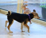 Small #2 Jack Russell Terrier Mix