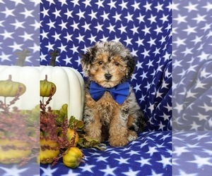 Poodle (Miniature) Puppy for sale in COCHRANVILLE, PA, USA