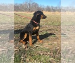 Small #1 Doberman Pinscher-German Shepherd Dog Mix