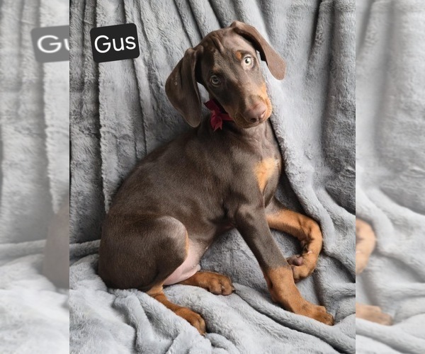 Medium Photo #2 Doberman Pinscher Puppy For Sale in POMEROY, OH, USA