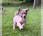 Small #6 Huskies -Jack Russell Terrier Mix
