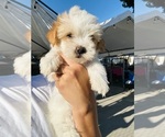 Small #1 Poodle (Toy)