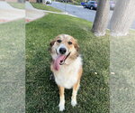 Small Australian Shepherd-Collie Mix