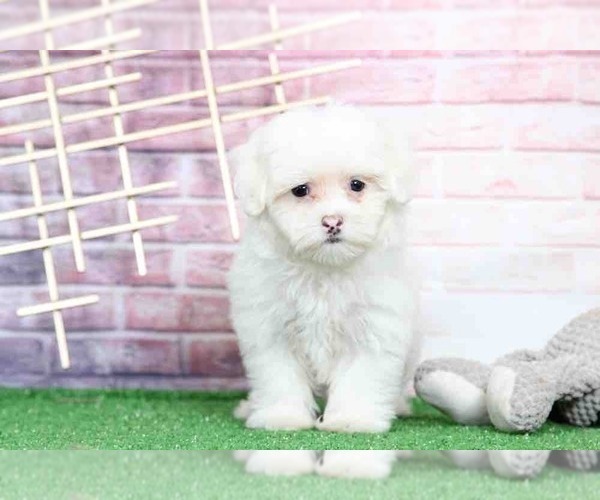 Medium Photo #2 Maltese Puppy For Sale in BEL AIR, MD, USA