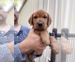 Small Photo #31 Labrador Retriever Puppy For Sale in BLUFF DALE, TX, USA