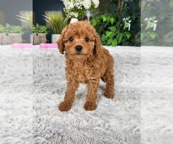 Medium Photo #3 Cavapoo Puppy For Sale in GREENFIELD, IN, USA