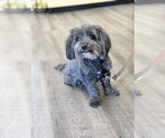 Small Photo #3 Mal-Shi Puppy For Sale in Mission Viejo, CA, USA