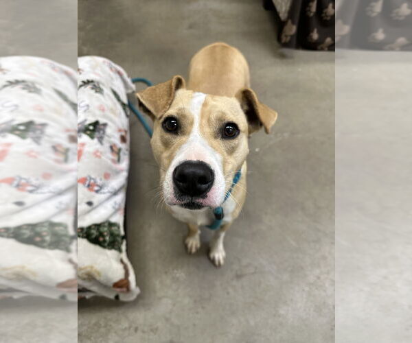 Medium Photo #1 Mutt Puppy For Sale in Rockaway, NJ, USA