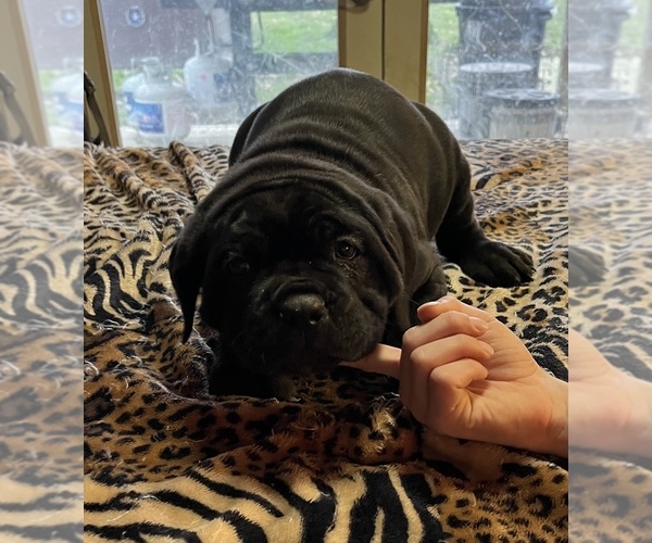 Medium Photo #3 Cane Corso Puppy For Sale in NEW DERRY, PA, USA