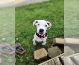 Boxer-Unknown Mix Dogs for adoption in New London, WI, USA