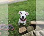 Small Boxer Mix