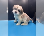 Small Photo #19 Maltipoo-Shih Tzu Mix Puppy For Sale in SAINT AUGUSTINE, FL, USA