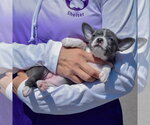 Small #3 Jack-Rat Terrier