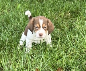 Beagle Puppy for sale in GROVER, NC, USA