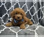 Small #6 Goldendoodle (Miniature)