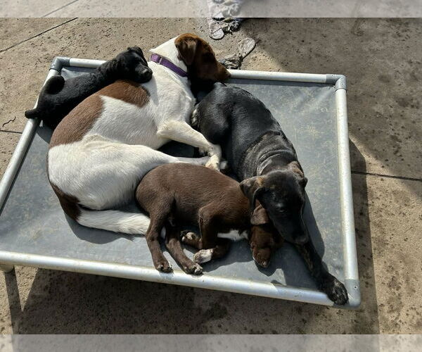 Medium Photo #2 Labrador Retriever-Unknown Mix Puppy For Sale in Clovis, CA, USA