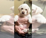Small Photo #6 Labrador Retriever Puppy For Sale in LAKE ALFRED, FL, USA