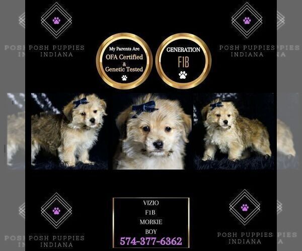 Medium Photo #3 Morkie Puppy For Sale in WARSAW, IN, USA