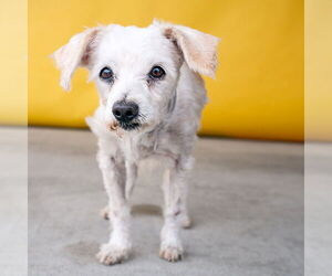 Mutt Dogs for adoption in Pasadena, CA, USA