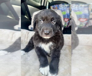 Littlefoot - Male Labrador Retriever-Unknown Mix Dog for Adoption - Photo #2