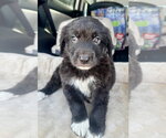 Small #1 Labrador Retriever Mix