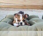 Small Photo #7 Bulldog Puppy For Sale in SANTA CLARITA, CA, USA