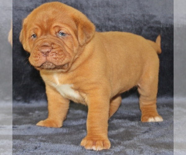Medium Photo #8 Dogue de Bordeaux Puppy For Sale in ANDOVER, CT, USA