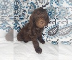 Small Photo #5 Poodle (Standard) Puppy For Sale in ELKTON, KY, USA
