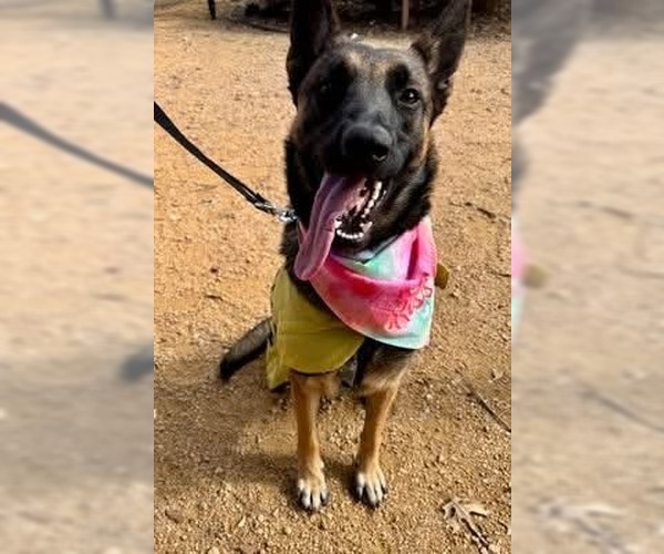 Medium Photo #12 Mutt Puppy For Sale in Imlay City, MI, USA