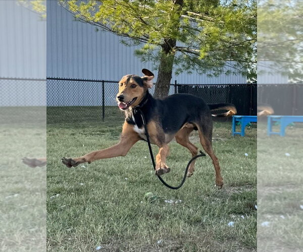 Medium Photo #7 Black and Tan Coonhound-Unknown Mix Puppy For Sale in Evansville, IN, USA