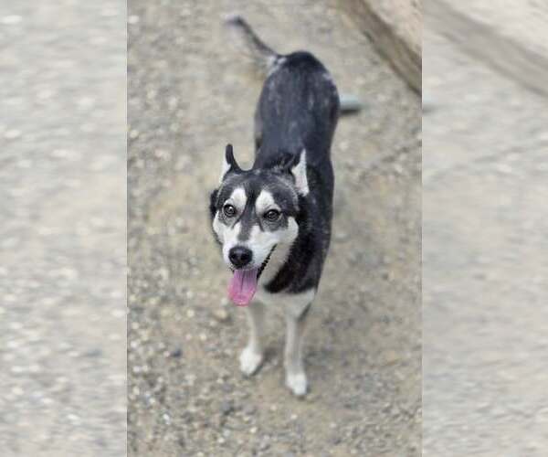 Medium Photo #1 Siberian Husky-Unknown Mix Puppy For Sale in Woodsfield, OH, USA