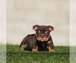 Small English Bulldog