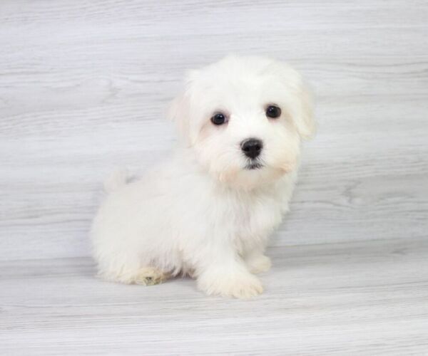 Medium Photo #11 Maltese Puppy For Sale in LAS VEGAS, NV, USA