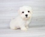 Small Photo #11 Maltese Puppy For Sale in LAS VEGAS, NV, USA