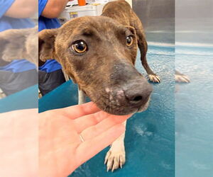 Mutt Dogs for adoption in Mobile, AL, USA