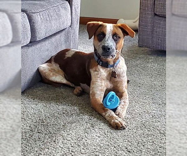 Medium Photo #2 Mutt Puppy For Sale in Sheboygan, WI, USA