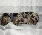 Small Photo #34 Goldendoodle Puppy For Sale in HOWARD CITY, MI, USA