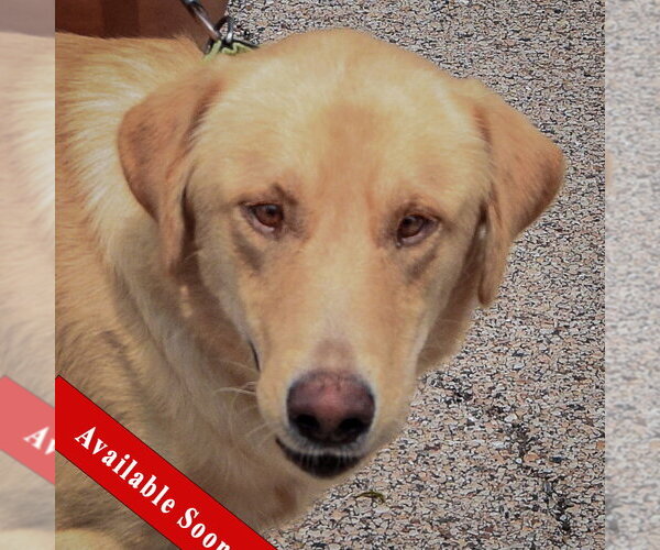 Medium Photo #1 Mutt Puppy For Sale in Huntley, IL, USA