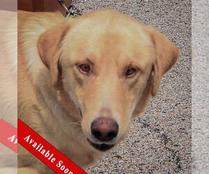 Mutt Dogs for adoption in Huntley, IL, USA