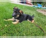 Small Photo #4 German Shepherd Dog Puppy For Sale in WHEELING, IL, USA