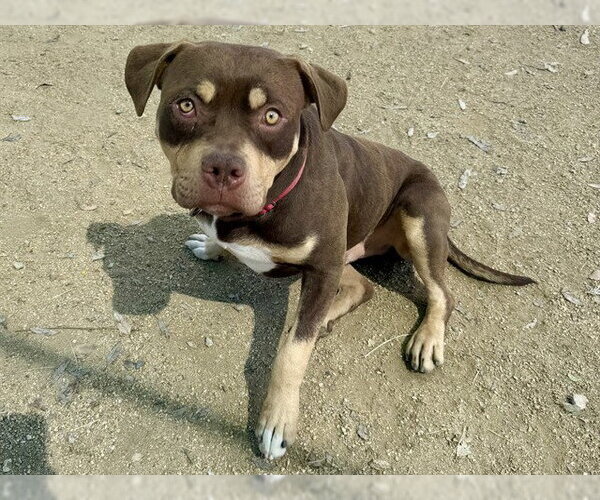 Medium Photo #3 Mutt Puppy For Sale in Martinez, CA, USA