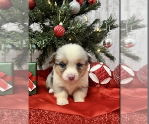 American Corgi Puppy for sale in PEEBLES, OH, USA