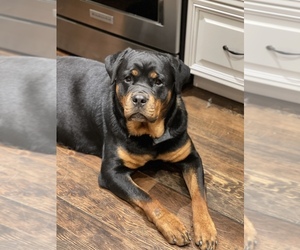 Mother of the Rottweiler puppies born on 03/20/2022