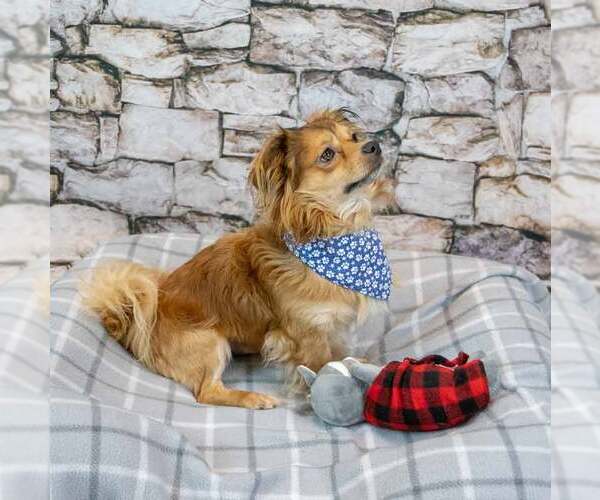 Medium Photo #2 Chihuahua-Colonial Cocker Spaniel Mix Puppy For Sale in Kennesaw, GA, USA