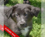 Small Border Collie Mix