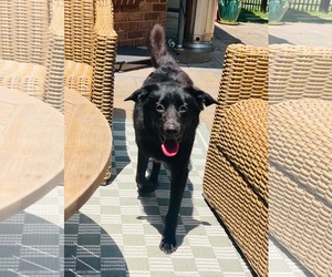 Josey - Female Border Collie-Unknown Mix Dog for Adoption - Photo #2